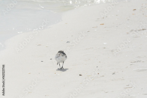 Atlantic Seabirds