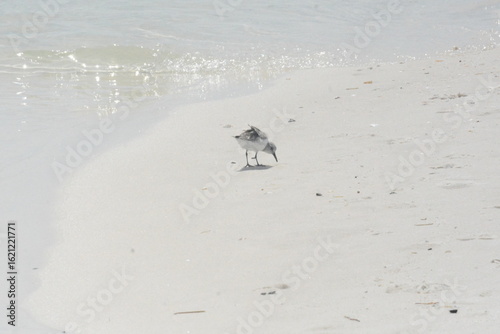 Atlantic Seabirds