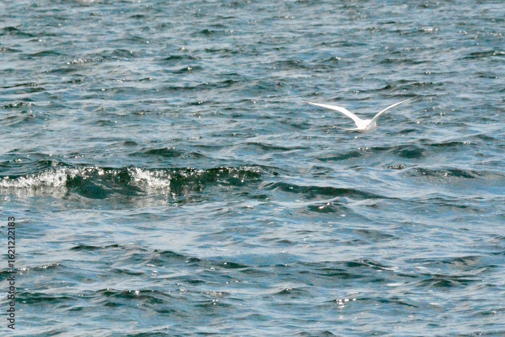 Fototapeta premium SEA Birds