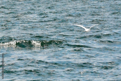 SEA Birds
