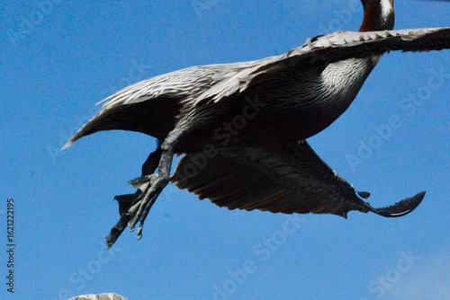 SEA Birds