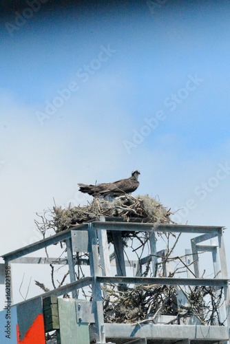 SEA Birds
