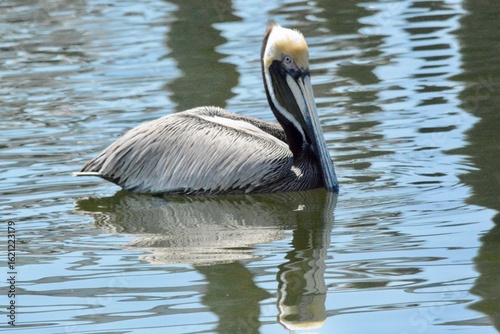 SEA Birds