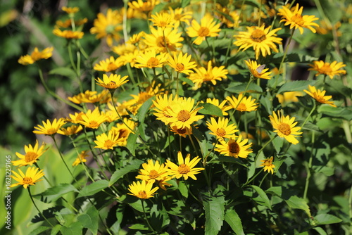 Φωτογραφία Jerusalem artichoke, helianthus tuberosus yellow flowers.