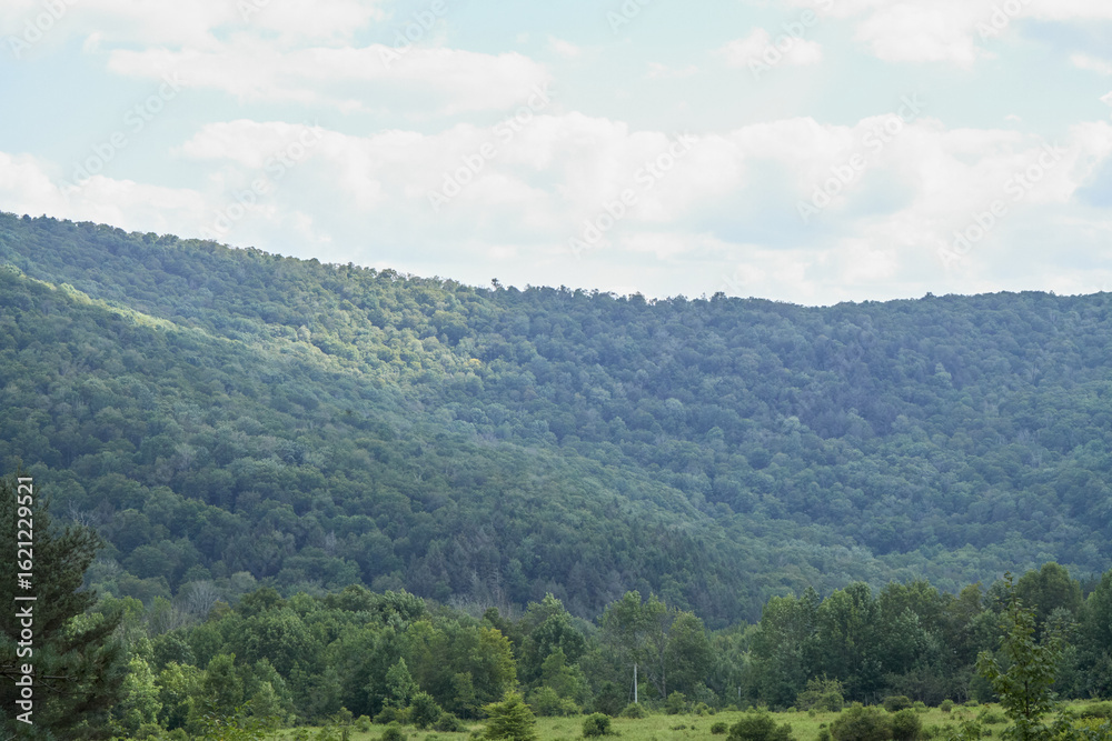 Fototapeta premium Forested Hillside Landscape 