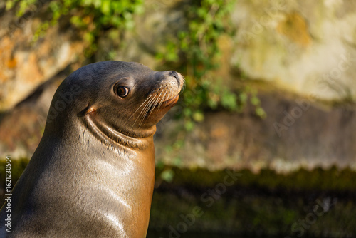 pair of California sea lions bask in sun. Zalophus californianus.