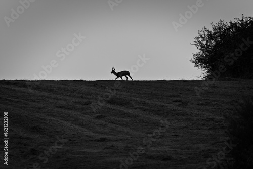 Fotografi Capreolus capreolus european roe deer male is walking on horizon during rut