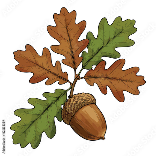 Detailed oak leaf and acorn illustration with green and brown leaves