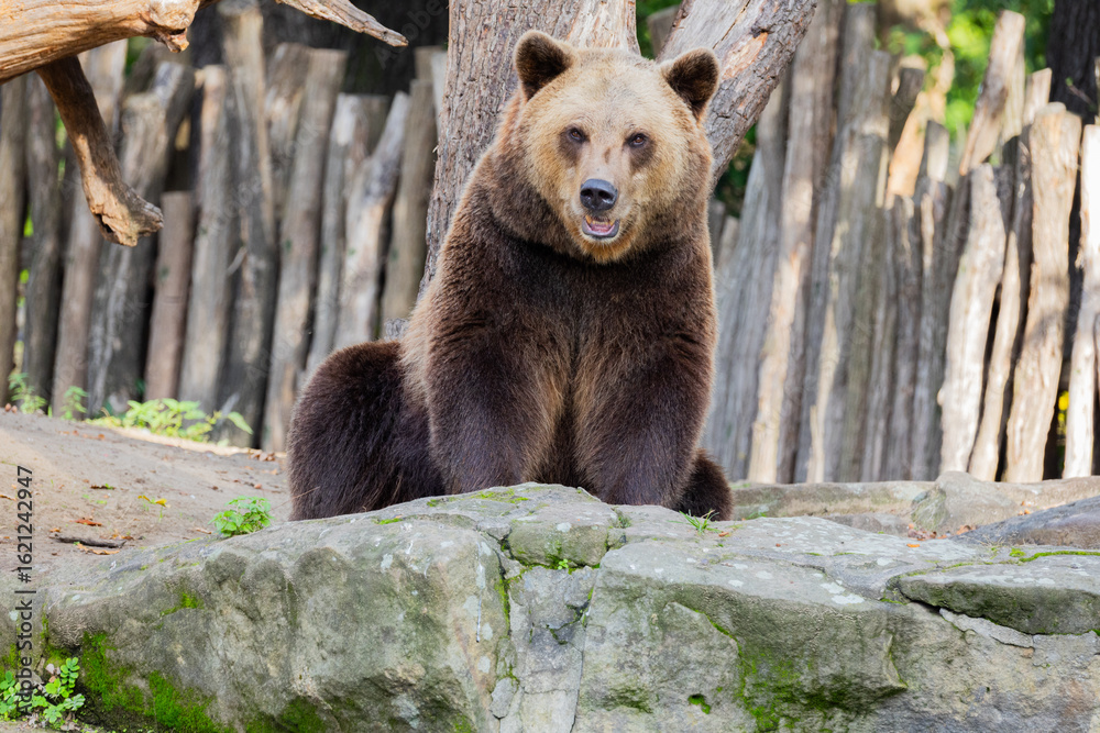 Fototapeta premium brown bear Ursus arctos. portrait of a large adult animal