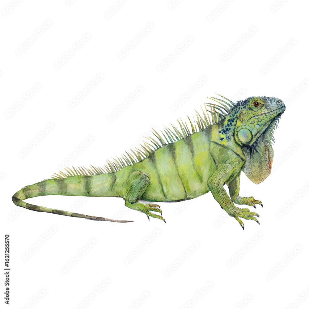 Fototapeta premium Watercolor animal illustration, green iguana lizard isolated on transparent background