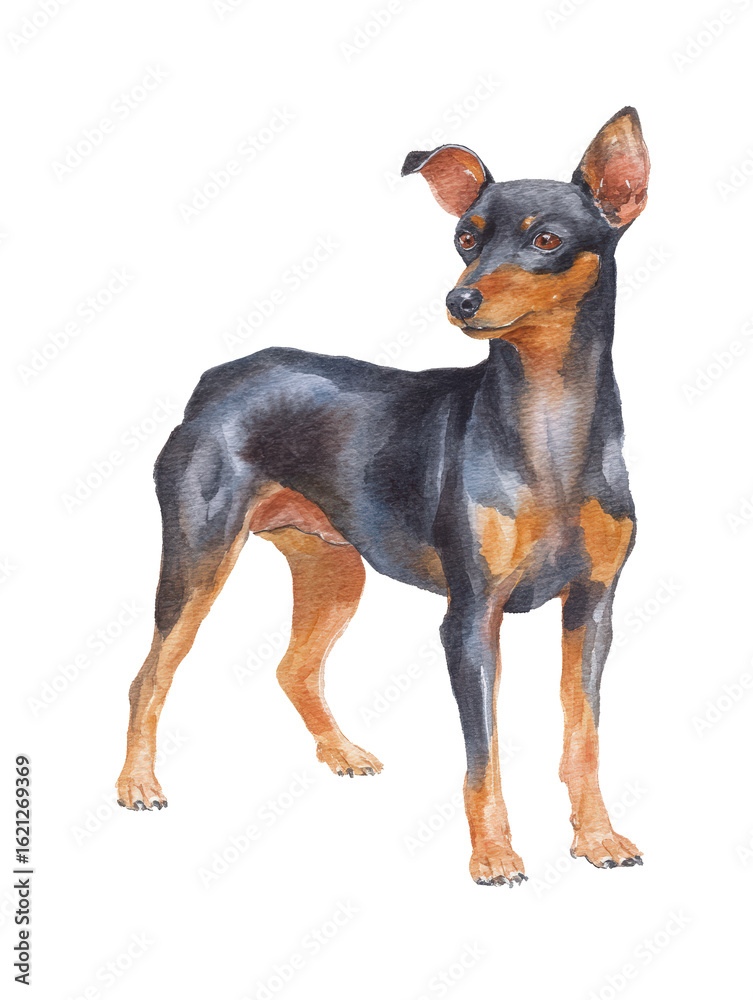 Watercolor animal illustration, miniature pinscher dog standing and looking to the side, isolated on transparent background Watercolor animal illustration, miniature pinscher dog standing and looking to the side, isolated on transparent background