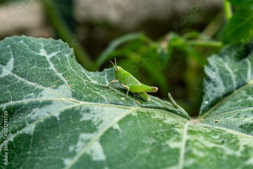  A small, bright green grasshopper with large eyes is perched on a wide, textured green leaf, with a blurred natural background, capturing a moment of garden wildlife.