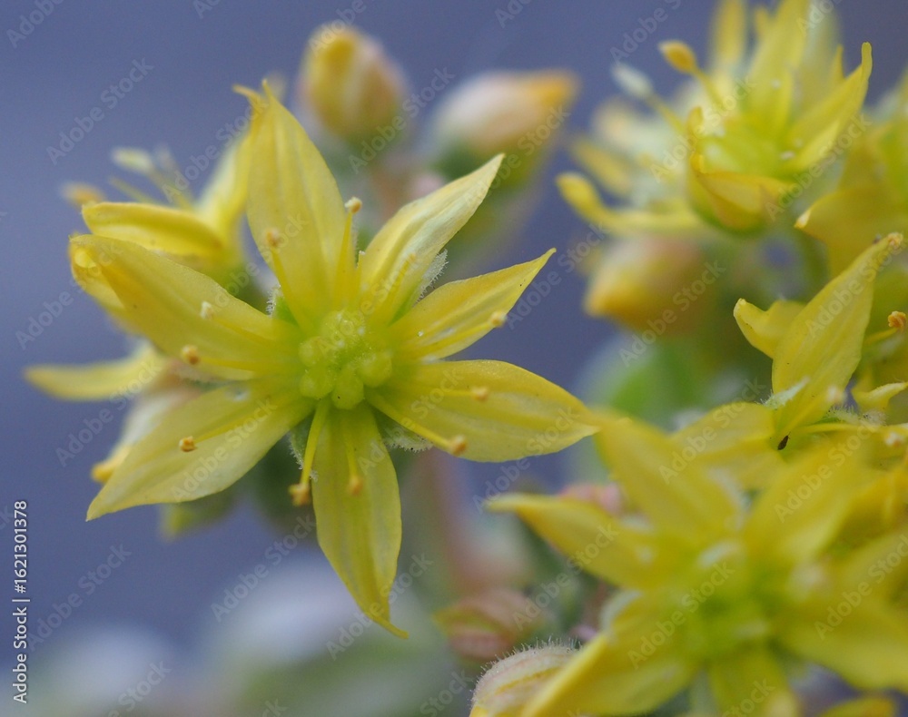 Fototapeta premium Aeonium 'Ballerina' mature succulent plant flower