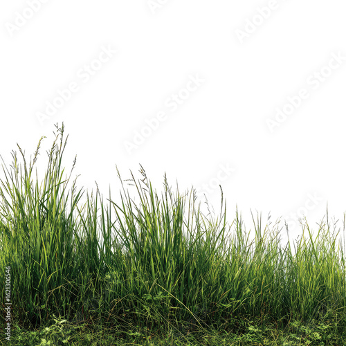 Lush green grass field against black background