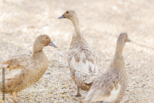 portrait of three Khaki Campbell ducks 