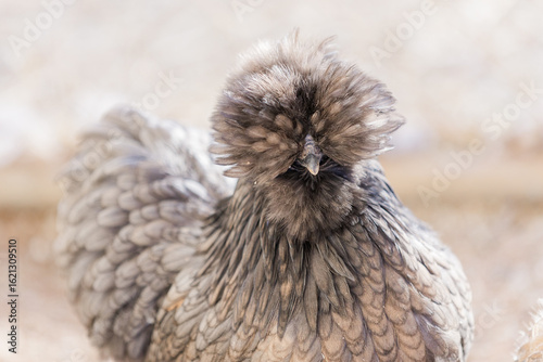 portrait of a Satin chicken