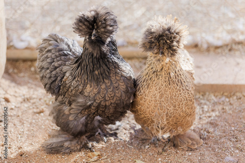 Portrait of two Satin chickens