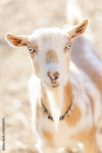Portrait of a gold and white Nigerian Dwarf with blue eyes