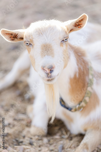 portrait of a white and gold Nigerian Dwarf goat with blue eyes