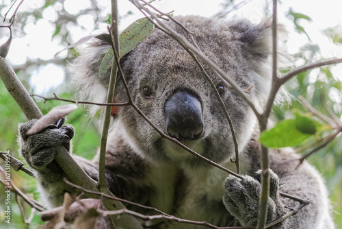 Portrait of a koala in Australia 