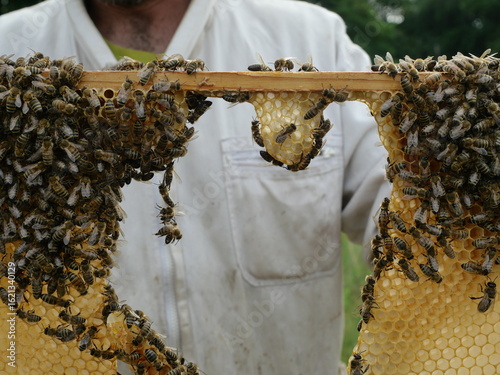 Bees form a chain in the comb frame for wax handling and bridging. Natural behavior in the beehive. Copyspace