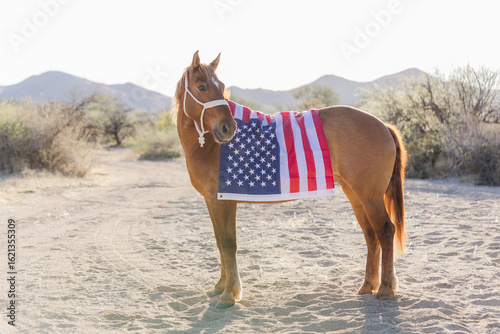 Mustang horse standing in the Arizona desert carrying the US flag
