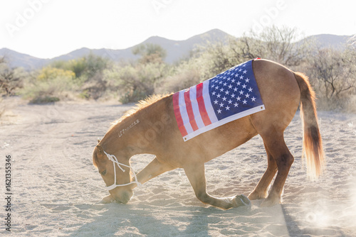 Mustang carrying the US flag bowing in the Arizona desert