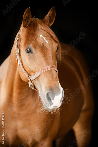 Black background portrait of a quarter horse