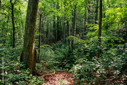 forest in the morning