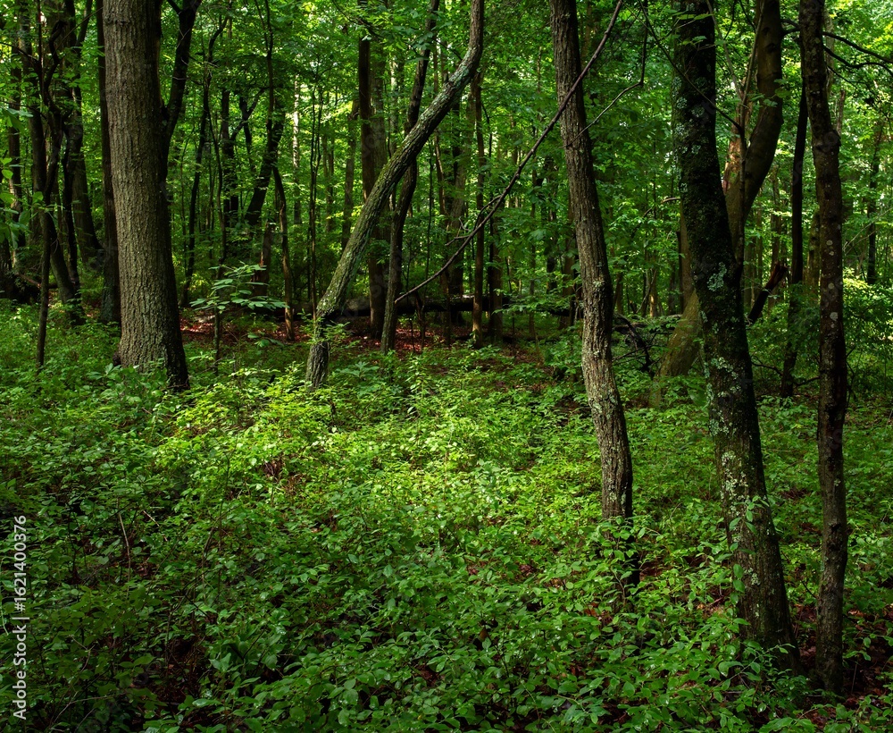 Fototapeta premium green forest in the morning
