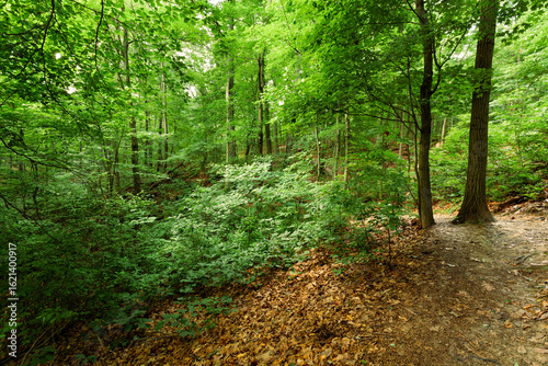 Foliage in the forest