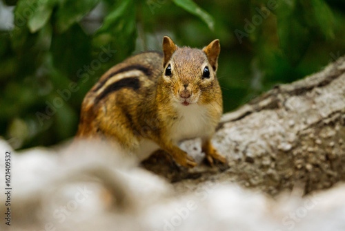 Chipmunk in a Forest