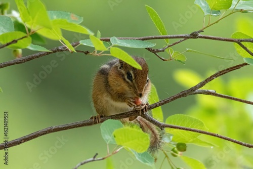 Chipmunk on a branch