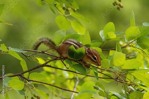 Chipmunk on a branch
