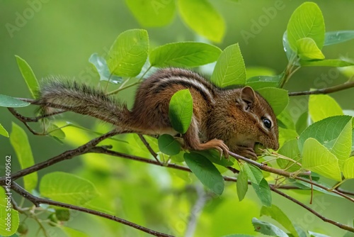 Chipmunk on Tree