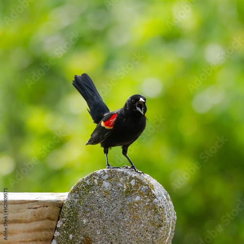 red winged blackbird