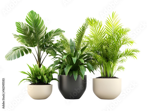 Collection of Potted Houseplants PNG Isolated on Transparent Background, Indoor Green Plants in Modern Ceramic and Plastic Pots, Botanical Foliage for Home Decor, Office, Design, and Nature Projects
