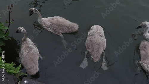 Mute Swan Cygnets (Cygnus olor) Feeding and Upending on a Lake