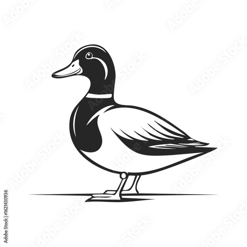 Elegant Black and White Duck Illustration Standing Profile Waterfowl Wildlife Bird