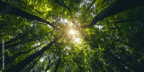 Sunlight filters through a canopy of green leaves in a serene woodland
