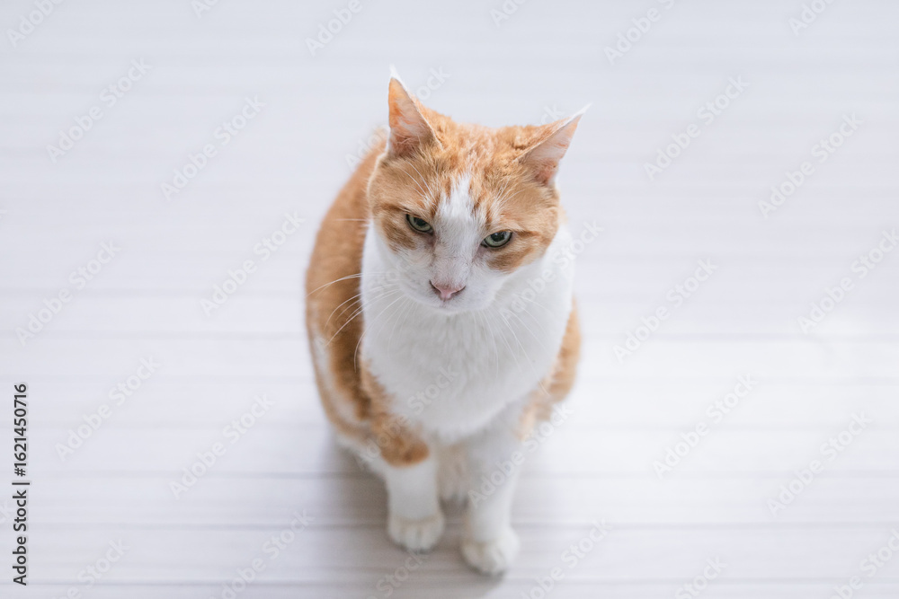 Fototapeta premium 白背景、座る猫