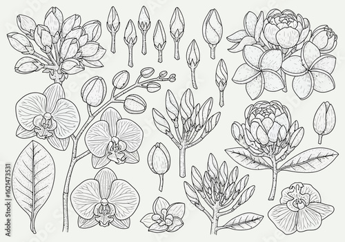 Line art illustration featuring various floral elements including orchids, plumeria, buds, and leaves, arranged in a decorative botanical composition.