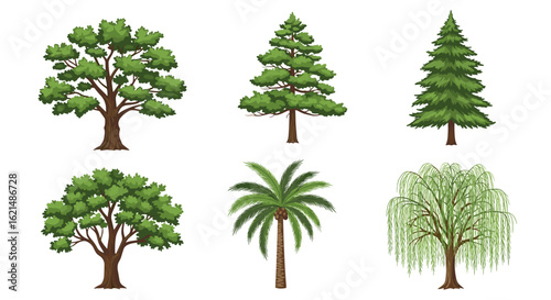 Different types of trees illustration vector design set for botanical study and forest landscape design elements on transparent background