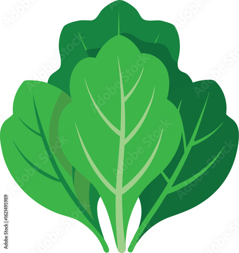 Fresh green spinach leaves illustration