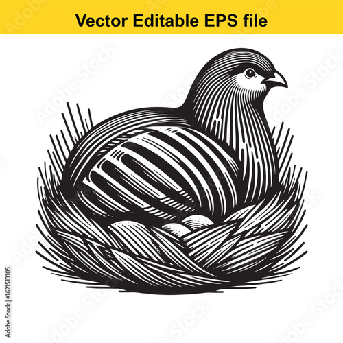 Vector art of stylized chicken in a nest with eggs, isolated on white background