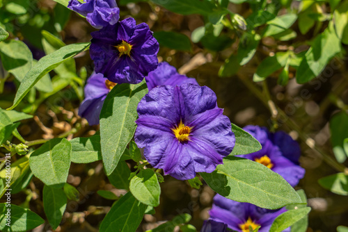 Foto ycianthes rantonnetii, the blue potato bush or Paraguay nightshade, is a species of flowering plant in the nightshade family Solanaceae