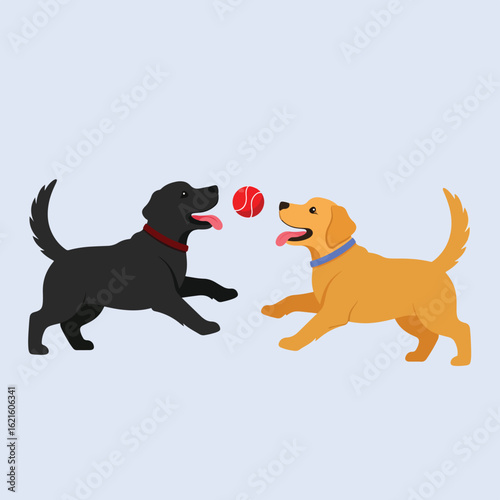 A black Labrador and a golden retriever play with a red tennis ball against a light blue background.