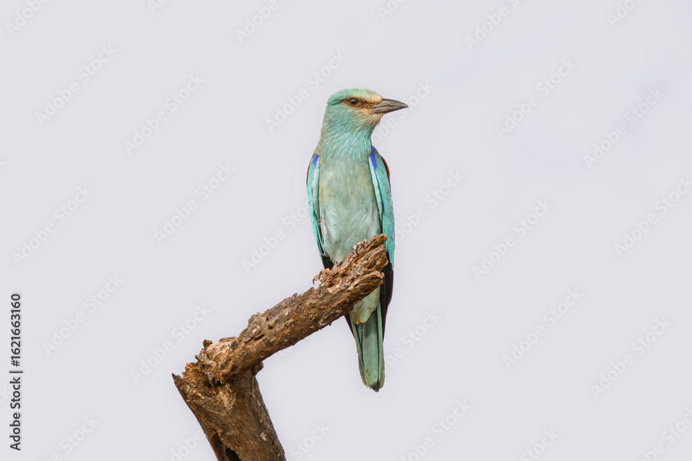 Obraz premium Eurasian Roller perched on a tree stump under clear skies in Amboseli National Park, Kenya.