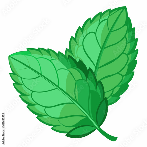 colorful illustration of a mint leaves