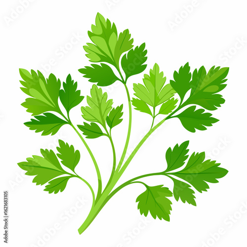 colorful illustration of a parsley leaves